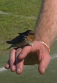 *The rescued swallow